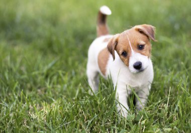 Aç mutlu köpek evcil köpek yemeğini bekliyor