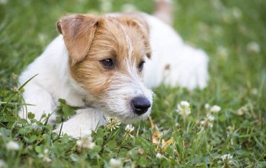 Evde beslenen hayvan kaygı kavramı - mutlu sağlıklı jack russell terrier köpek çimenlerde yalan köpek yavrusu
