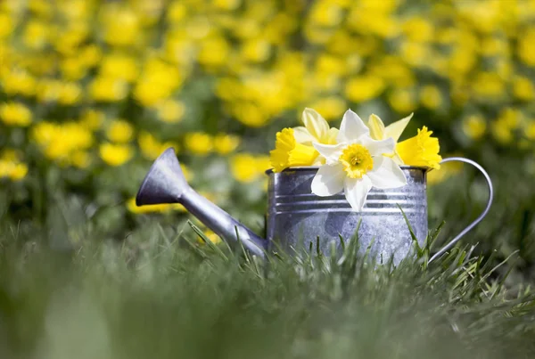 Kertészeti Koncepció Locsolás Sárga Virágok — Stock Fotó