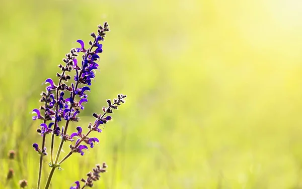Kräutermedizin Aromatherapie Blühende Wiese Salbei Lila Blume Grüner Natürlicher Hintergrund — Stockfoto