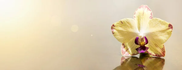 Красивая Золотая Открытка Цветами Орхидеи Баннер Копировальным Пространством — стоковое фото
