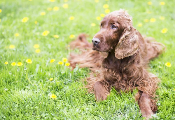 黄色の花と草に横たわっている美しい幸せなアイリッシュ セッター ペット犬 — ストック写真