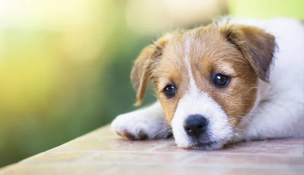 Adorable Lindo Perro Mascota Pensamiento Concepto Terapia Perro — Foto de Stock