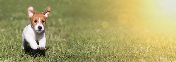 Bir Mutlu Oynak Jack Russell Terrier Evcil Köpek Yavrusu Olarak — Stok fotoğraf