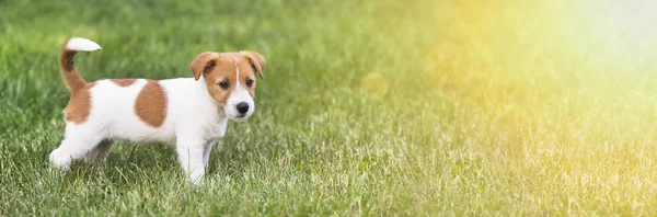 Happy Jack Russell Terrier Pet Dog Puppy Standing Grass Web — стоковое фото