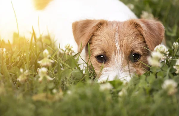 少し怠惰なジャック ラッセル テリア ペット犬の子犬の芝生で横になっていると見ています — ストック写真