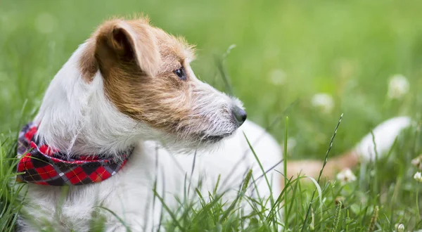 Piros Gallér Sál Jack Russell Terrier Kisállat Kutya Kölyök Feküdt — Stock Fotó