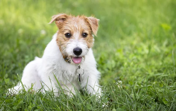 Vicces Boldog Jack Russell Terrier Kutya Kisállat Kiskutya Lihegve Egy — Stock Fotó