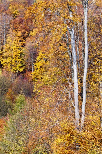 Belas Árvores Outono Floresta Fundo Vertical — Fotografia de Stock