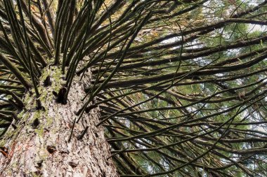 Bir eski büyük ağaç Close-up