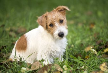 Komik tüylü jack çimlere oturup - köpek damat kavramı russell terrier mutlu evde beslenen hayvan köpek yavrusu