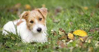 Şirin mutlu evcil köpek köpek yavrusu Web afiş