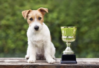 Güzel genç jack russell terrier köpek oturma yakınındaki bir kazanan Kupası 