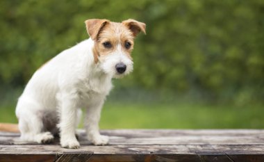 Bir bankta oturan Jack russell şirin evde beslenen hayvan köpek yavrusu