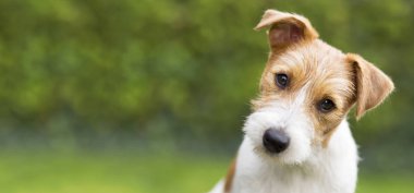 Komik Başkanı mutlu bir şirin jack russell evde beslenen hayvan köpek yavrusu