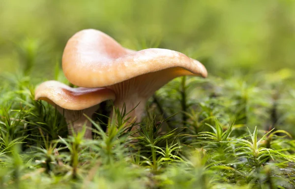 Autumn Mushrooms Forest Green Background — Stock Photo, Image