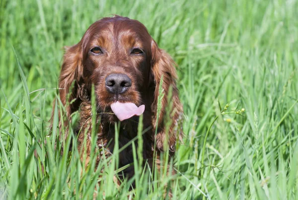 Смішний Щасливий Ірландський Сетер Собака Сидить Траві Показує Язик — стокове фото