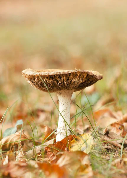 秋天蘑菇在森林 垂直杂志盖子以空白 拷贝空间 — 图库照片