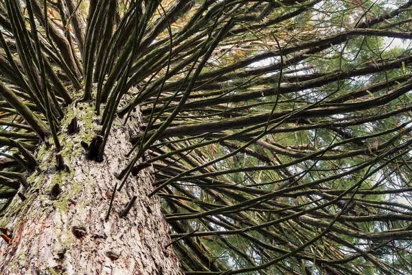 Bir eski büyük ağaç Close-up