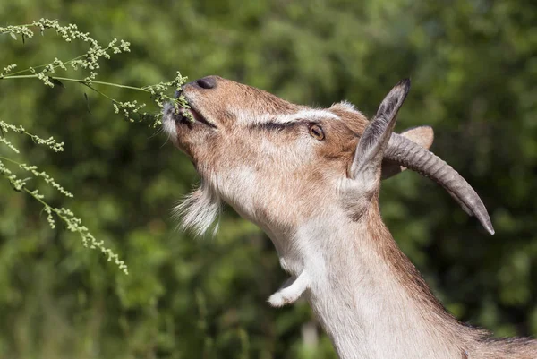 Concetto Animale Fattoria Simpatica Pianta Mangiatrice Capre Immagine Del Profilo — Foto Stock