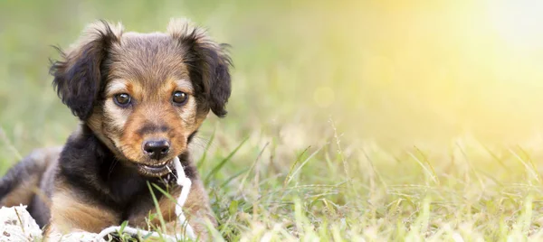 笑顔のかわいいペット犬子犬バナー — ストック写真