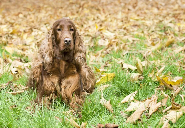 Beautiful Happy Irish Setter Pet Dog Lying Autumn Leaves — Stock Photo, Image