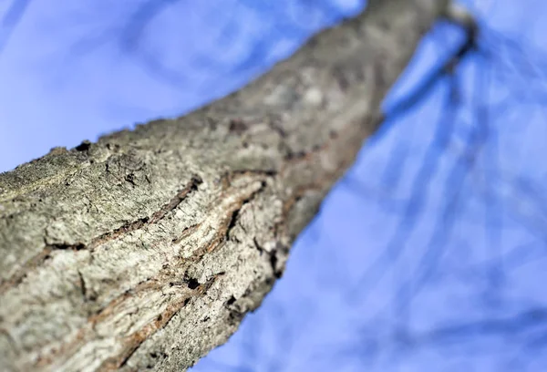 Tronco Corteccia Albero Con Cielo Blu Messa Fuoco Selettiva Concetto — Foto Stock