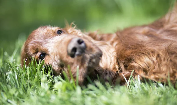 Beautiful Happy Irish Setter Old Pet Dog Lying Grass — Stock Photo, Image
