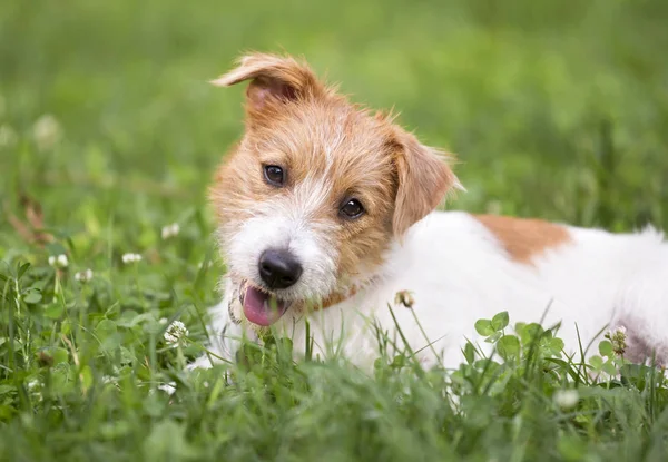 Cute Gelukkig Jack Russel Pup Huisdier Hond Liggen Het Gras — Stockfoto
