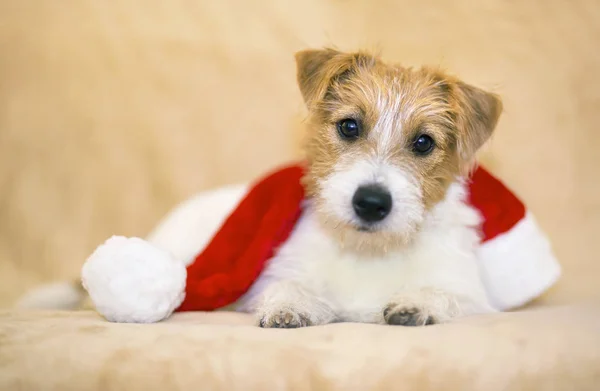 Новогодний Щенок Собаки Шапкой Санта Клауса Поздравительная Открытка Идея Веб — стоковое фото