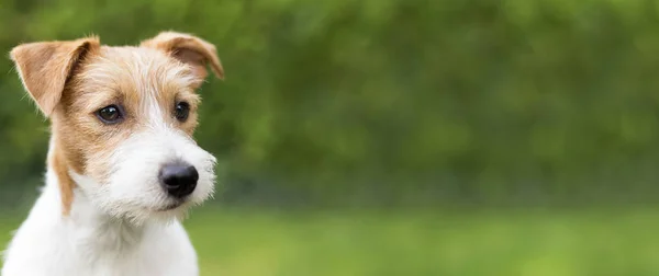 Web Banner Boldog Aranyos Jack Russell Terrier Kiskutya Kutya Kisállat — Stock Fotó