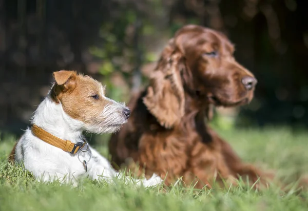 ペットの友情 草で休んで怠惰な犬 — ストック写真