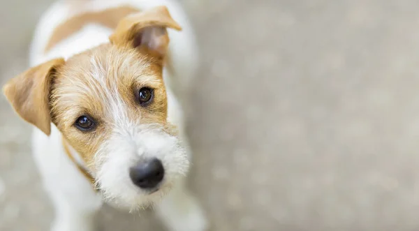 Mutlu pet jack russell köpek yavrusu için kamera - seyir web afiş, arka plan 