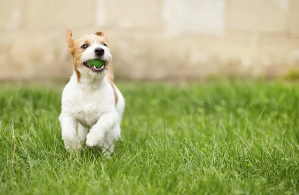 Selamat Tersenyum Jack Russell Anjing Peliharaan Bermain Dengan Bola Kecil — Stok Foto