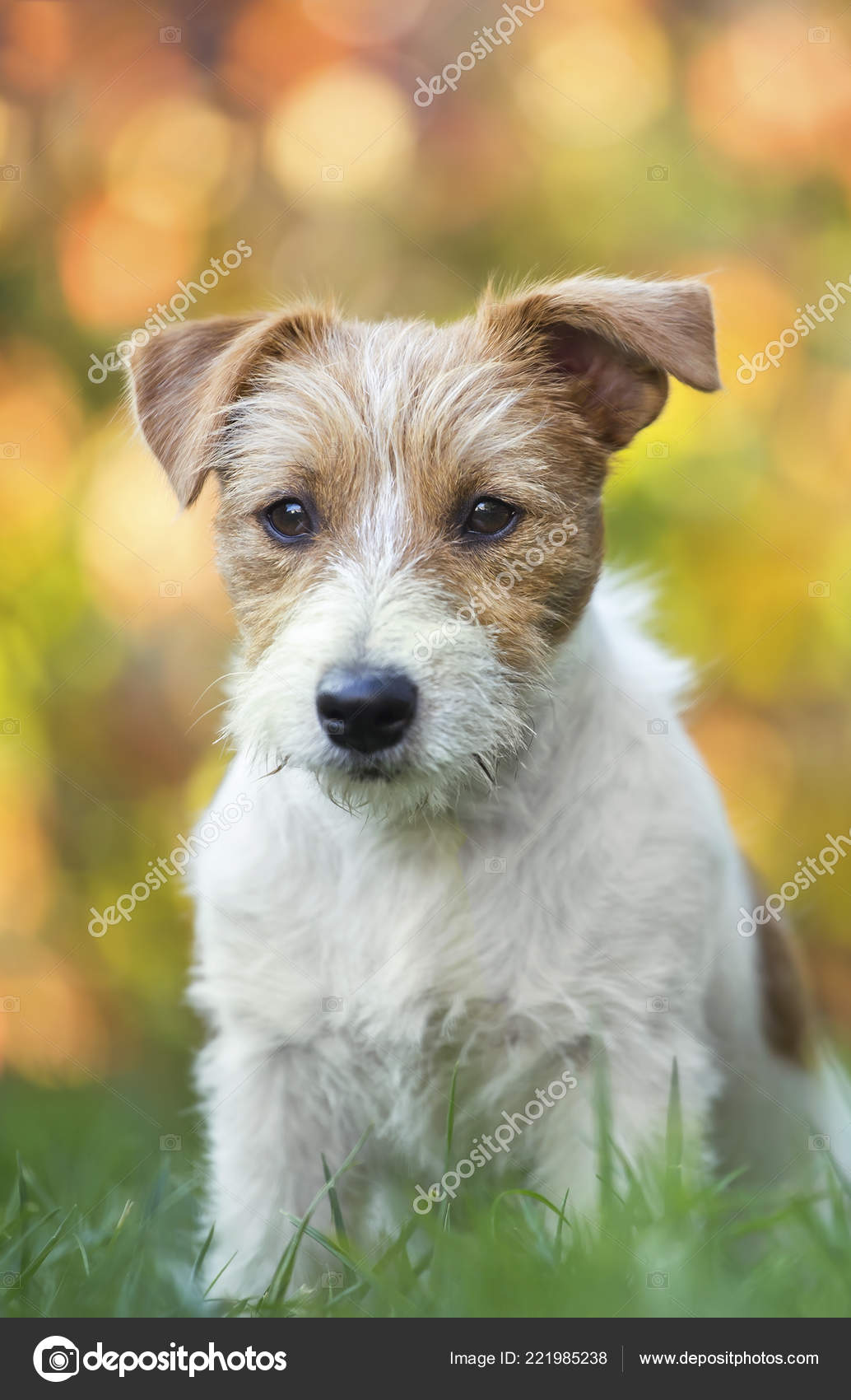 Cute Jack Russell Pet Dog Puppy Sitting Grass Christmas Lights