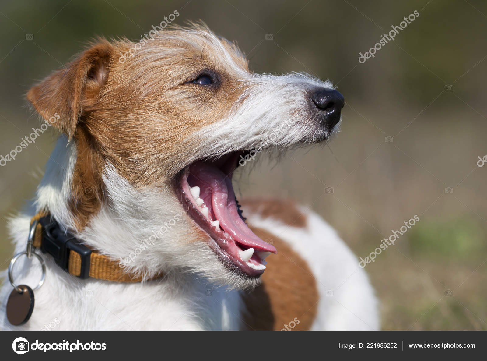 Laughing Happy Funny Jack Russell Pet Dog Puppy Showing His Stock Photo by  ©Elegant01 221986252