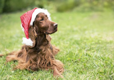 Santa Claus şapka ile şirin İrlandalı setter Noel evde beslenen hayvan köpek 