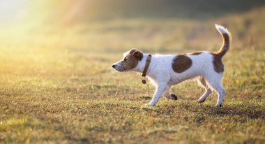Sabah yürüyüş - jack russell itaatkar pet köpek köpek çimenlerde kokulu