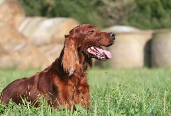 Hermoso Feliz Irlandés Setter Mascota Perro Jadeando Hierba —  Fotos de Stock