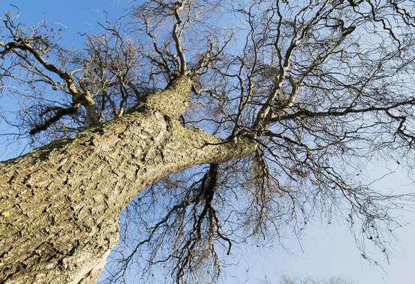 Árbol Viejo Sin Izquierda Cambio Climático Concepto Calentamiento Global — Foto de Stock