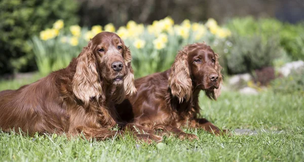 Friendship Beautiful Irish Setter Pet Dogs Lying Grass Web Banner — Stock Photo, Image