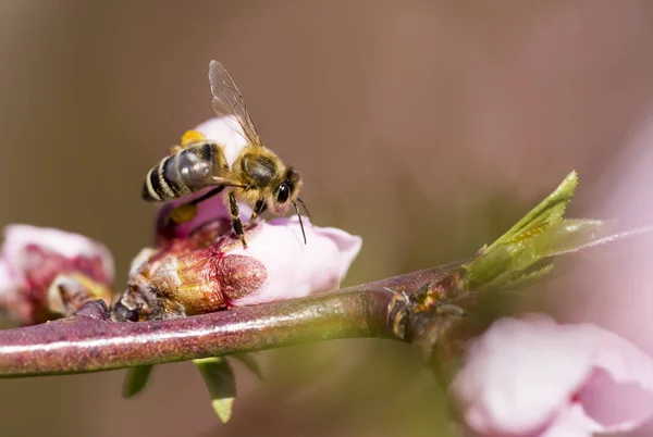 Primo piano di un'ape da miele che lavora — Foto Stock