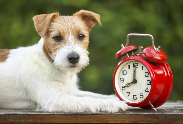 İtaatkâr evde beslenen hayvan terbiye - akıllı mutlu jack russell köpek yavrusu bir çalar saat ile yalan