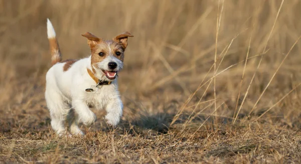遊んでいる子犬幸せなジャック ラッセルは 草の中を走っている犬をペット Web バナー アイデア — ストック写真