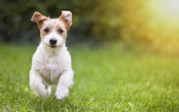 Szczęśliwy pies szczeniak uruchomiona w trawie — Zdjęcie stockowe