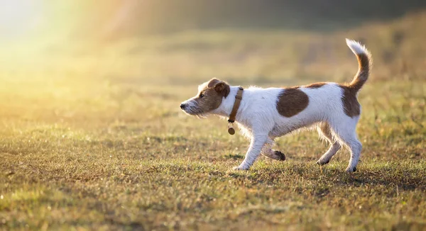 Mañana Caminando Jack Russell Obediente Perro Mascota Cachorro Oliendo Hierba — Foto de Stock