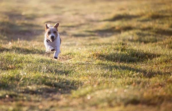 Happy Jack Russell Mascota Cachorro Corriendo Hierba Fondo Del Perro —  Fotos de Stock