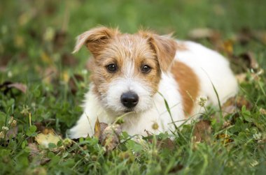 Cute mutlu jack russell evcil köpek köpek yavrusu bekleyen çim