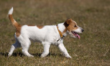 Mutlu nefes nefese jack russell terrier evde beslenen hayvan köpek çimenlerde yürüyüş