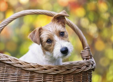 Mutlu sevimli jack russell evcil köpek yavrusu bir sepete arıyorsunuz